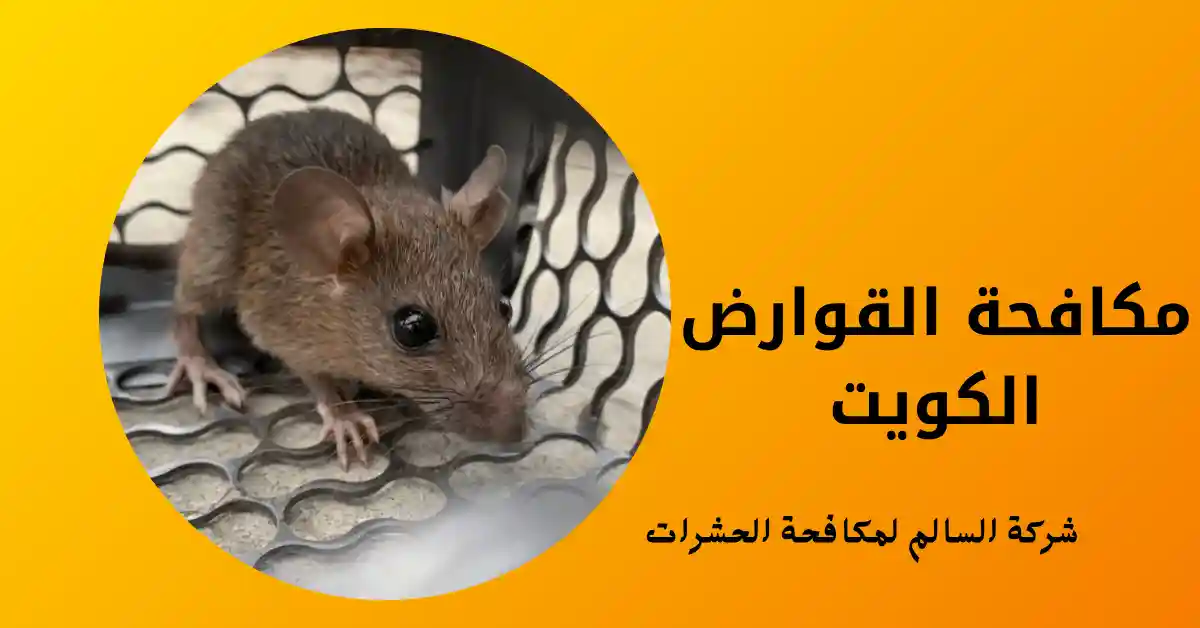 مكافحة القوارض الكويت