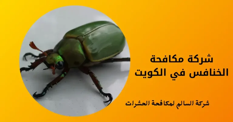 شركة مكافحة الخنافس في الكويت
