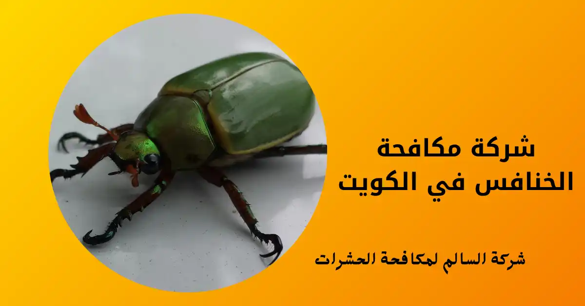 شركة مكافحة الخنافس في الكويت