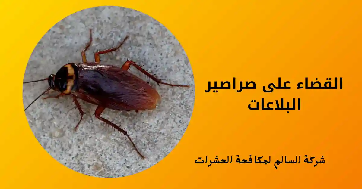 القضاء على صراصير البلاعات